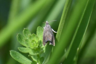 <i>Dichrorampha</i>