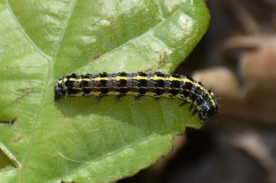 <i>Orthosia miniosa</i>