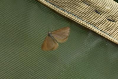 <i>Minoa murinata</i>