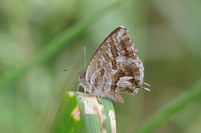 <i>Cacyreus marshalli</i>