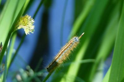 <i>Malacosoma neustria</i>