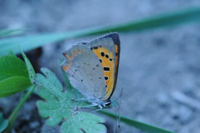 <i>Lycaena phlaeas</i>