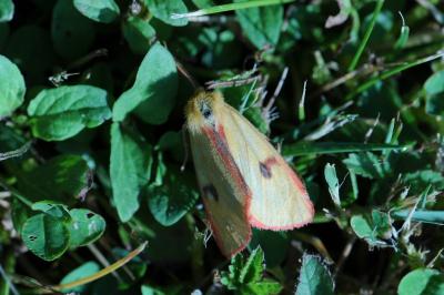<i>Diacrisia sannio</i>