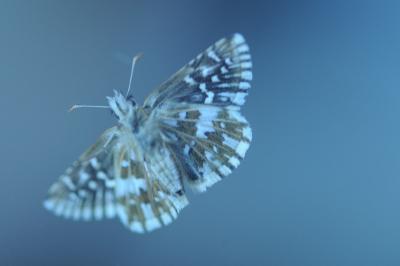 <i>Pyrgus malvae</i>