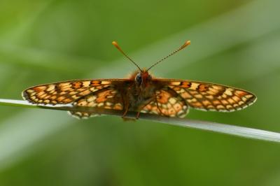 <i>Euphydryas aurinia</i>
