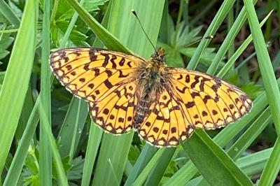 <i>Boloria selene</i>
