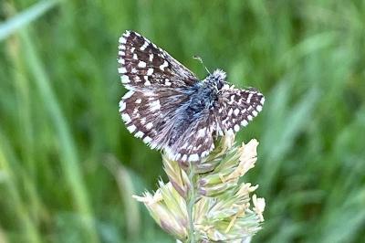 <i>Pyrgus malvae</i>