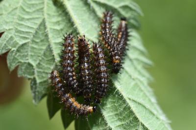 <i>Araschnia levana</i>