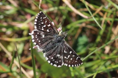 <i>Pyrgus malvae</i>