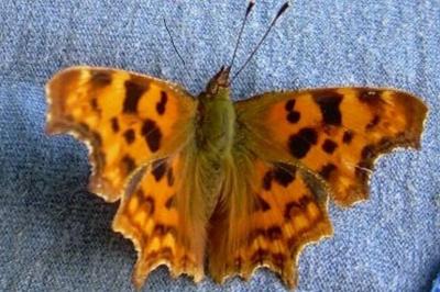 <i>Polygonia c-album</i>