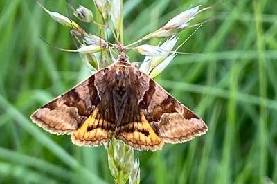 <i>Euclidia glyphica</i>