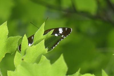 <i>Limenitis camilla</i>