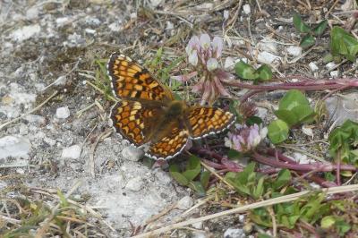 <i>Melitaea phoebe</i>