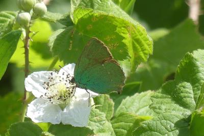 <i>Callophrys rubi</i>