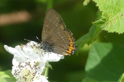 <i>Satyrium pruni</i>