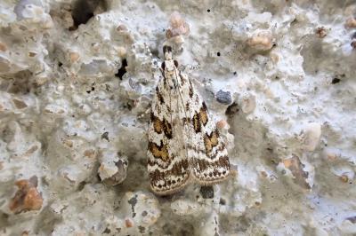 <i>Scoparia pyralella</i>