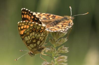<i>Melitaea athalia</i>
