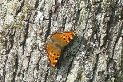 <i>Nymphalis polychloros</i>