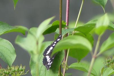 <i>Limenitis reducta</i>