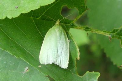 <i>Tortrix viridana</i>