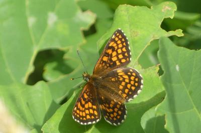 <i>Melitaea athalia</i>