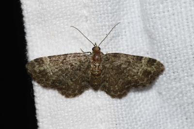 <i>Pasiphila chloerata</i>