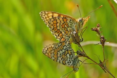 <i>Melitaea cinxia</i>