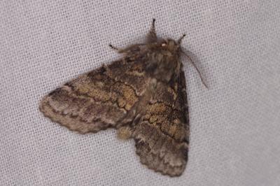 <i>Gluphisia crenata</i>