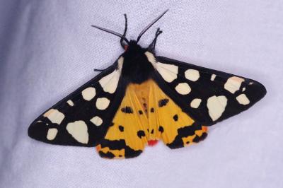 <i>Arctia villica</i>