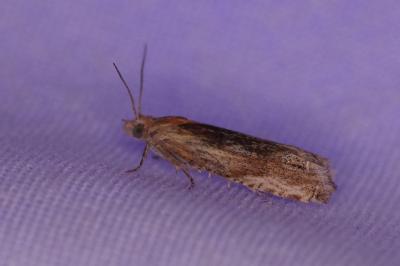 <i>Eucosma cana</i>