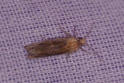 <i>Eucosma cana</i>