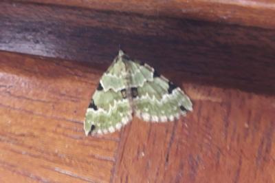<i>Colostygia pectinataria</i>