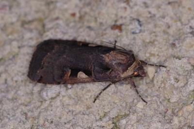<i>Xestia c-nigrum</i>