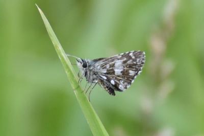 <i>Pyrgus malvae</i>