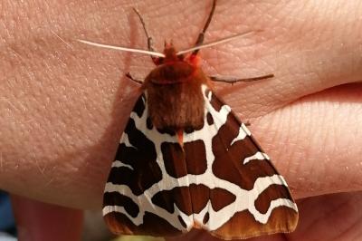 <i>Arctia caja</i>