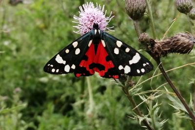 <i>Callimorpha dominula</i>