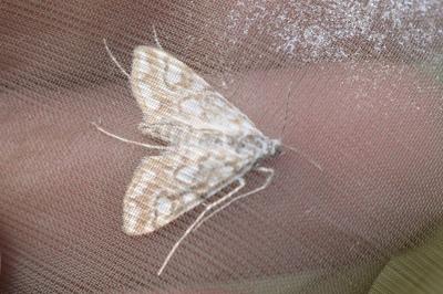 <i>Elophila nymphaeata</i>