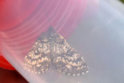<i>Ematurga atomaria</i>
