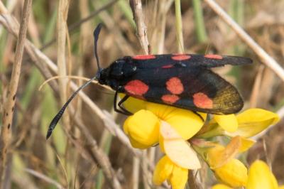 <i>Zygaena trifolii</i>