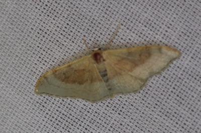 <i>Idaea degeneraria</i>