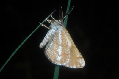 <i>Bupalus piniaria</i>