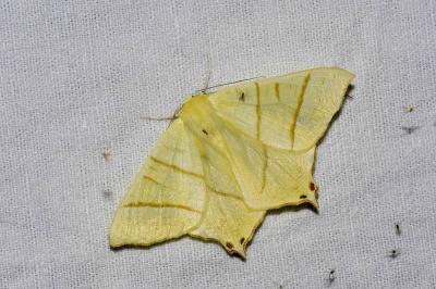 <i>Ourapteryx sambucaria</i>