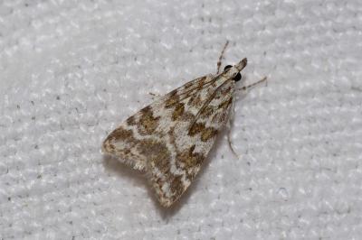 <i>Scoparia pyralella</i>
