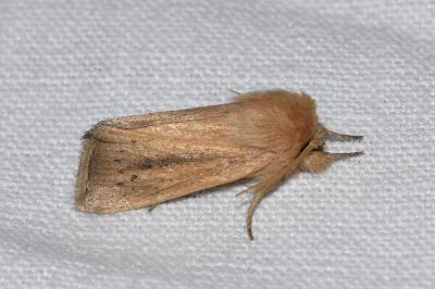 <i>Sesamia nonagrioides</i>