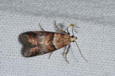 <i>Acrobasis repandana</i>