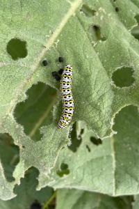 <i>Cucullia verbasci</i>