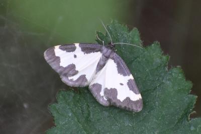 <i>Lomaspilis marginata</i>