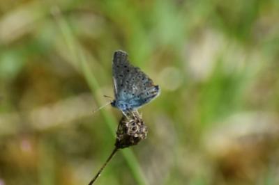 <i>Polyommatus icarus</i>