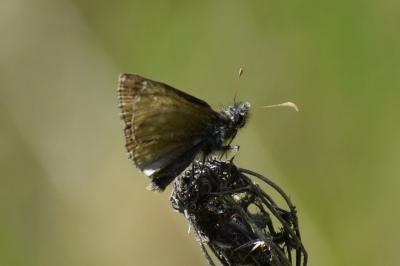 <i>Carcharodus alceae</i>