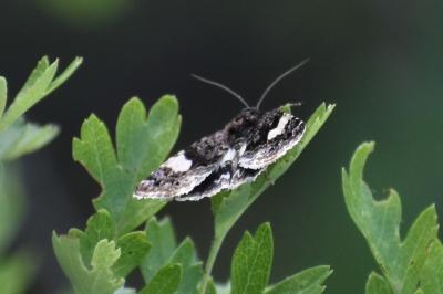 <i>Tyta luctuosa</i>